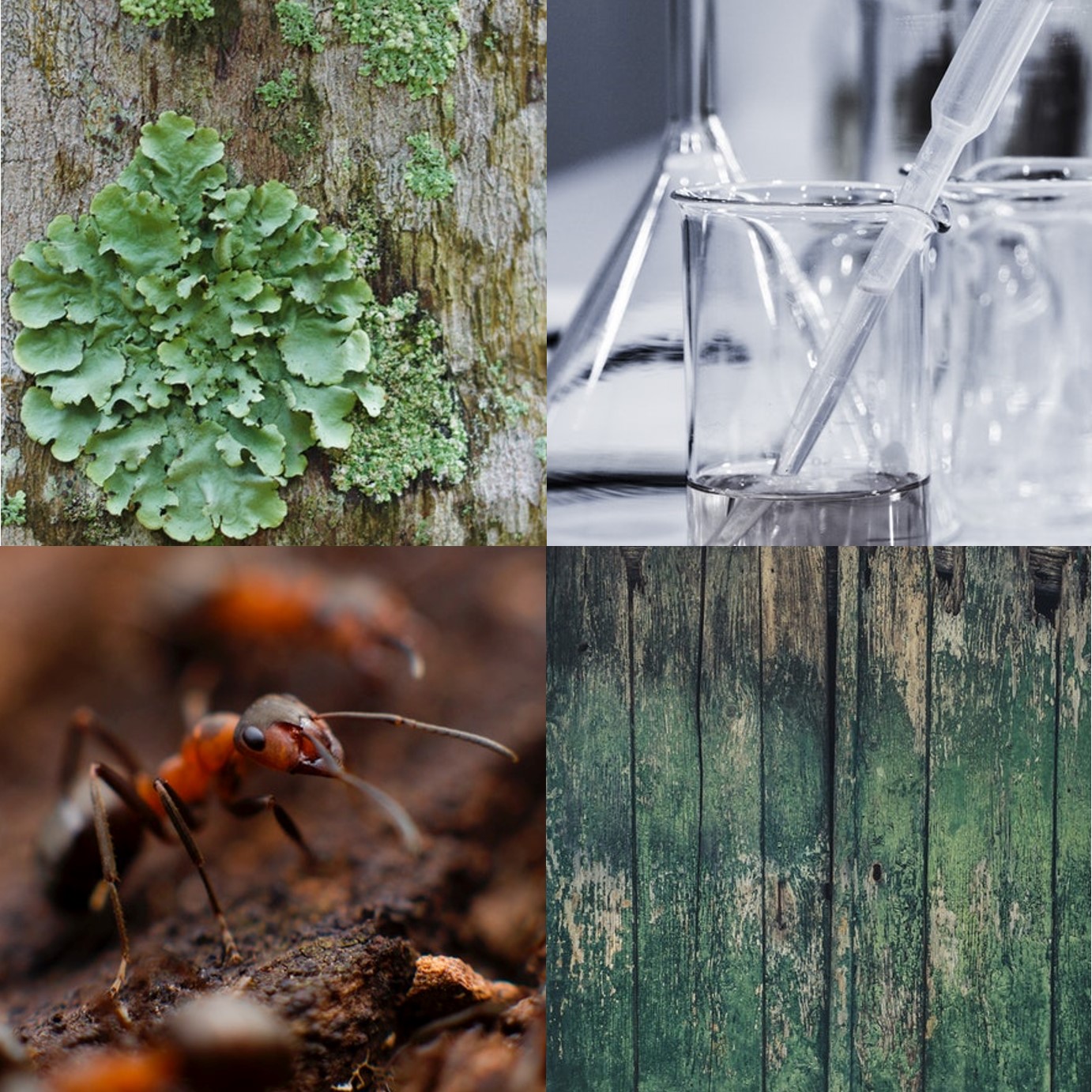 Biocides